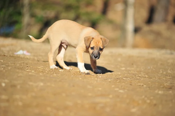 stock image Beige puppy