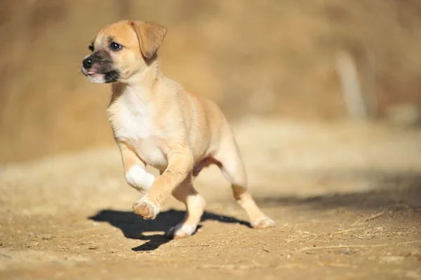 Beige puppy — Stock Photo, Image