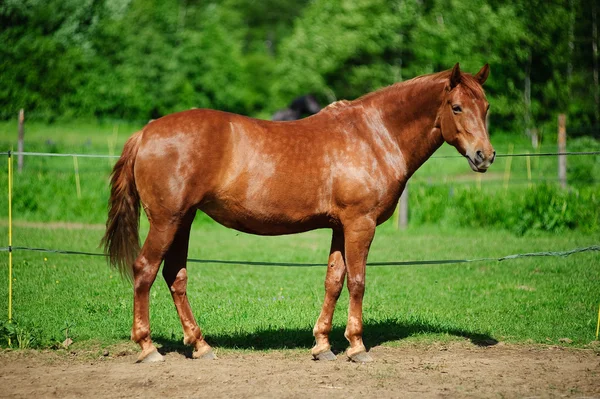 Cavallo bruno al pascolo — Foto Stock