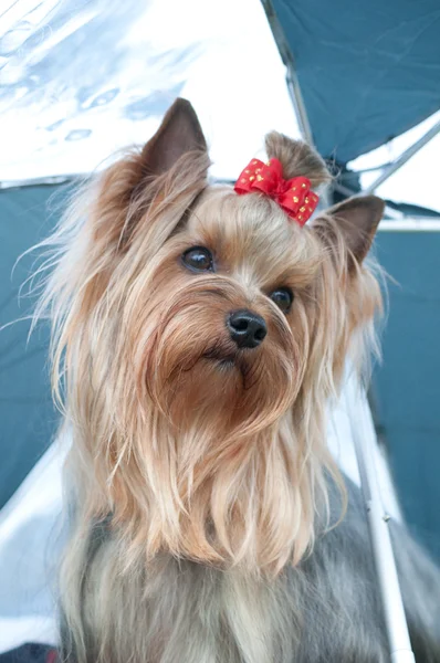 YORKSHIRE TERRIER — Stock Photo, Image