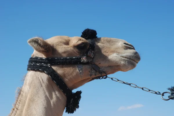 stock image Camel