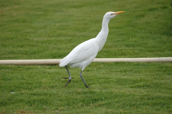 stock image Bubulcus ibis