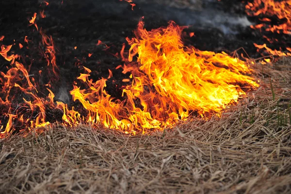 Branden droog gras in het veld — Stockfoto
