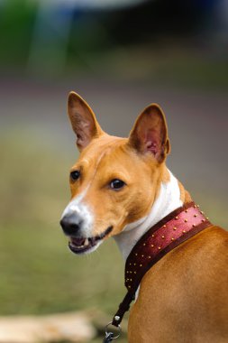 Alert Basenji clipart