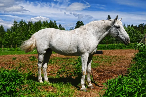 Biały koń w schronisku — Zdjęcie stockowe