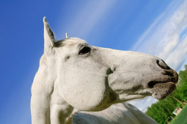 Head of a white horse — Stock Photo, Image