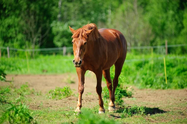 Brązowy koń w pastwiska — Zdjęcie stockowe