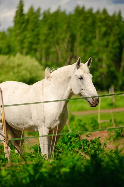 White horse in a shelter — Stock Photo, Image