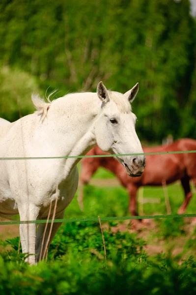 White horse in a shelter — Stock Photo, Image