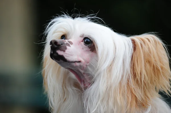 El perro cresta chino — Foto de Stock
