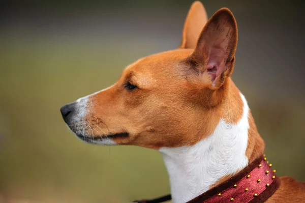 stock image Alert Basenji