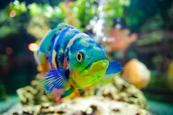 Blå tropiska fiskar — Stockfoto
