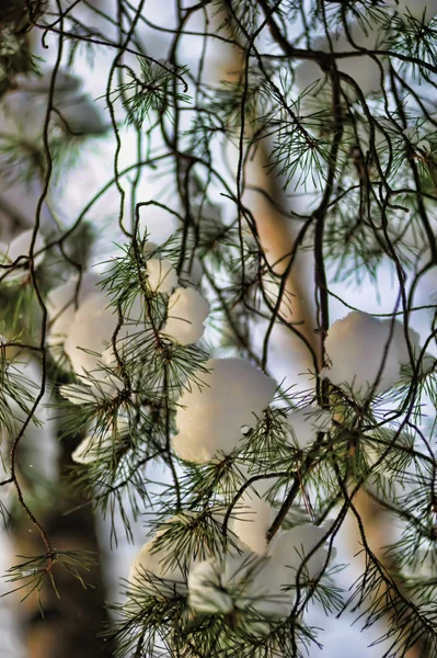 Neige sur les branches de pin — Photo