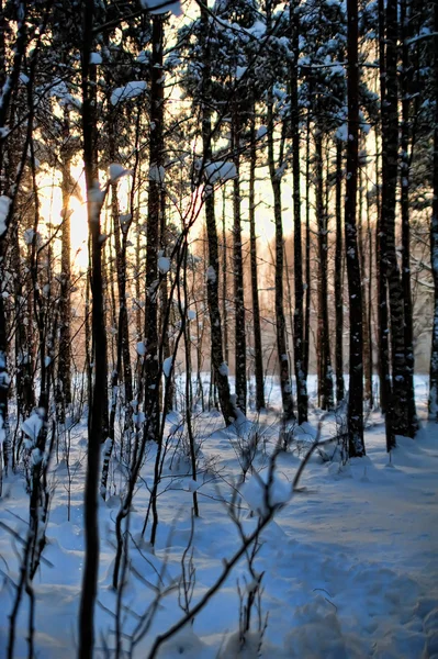 Floresta noturna paisagem nevada — Fotografia de Stock