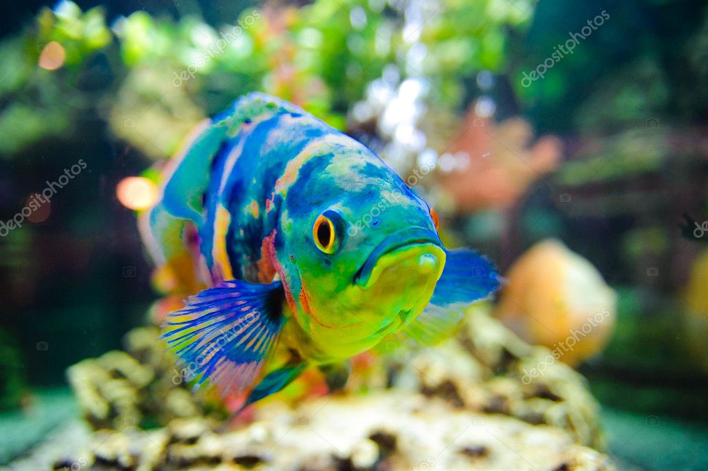 青い熱帯魚 ストック写真 C Evdoha