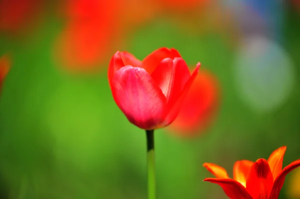 stock image Red tulips