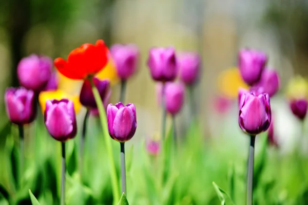 stock image Lilac tulips