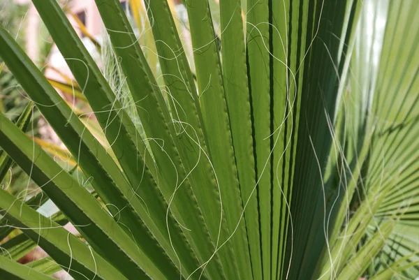Пальмового листя — стокове фото
