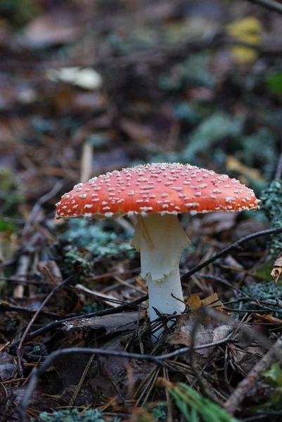 Fly agaric toadstool — Stock Photo, Image
