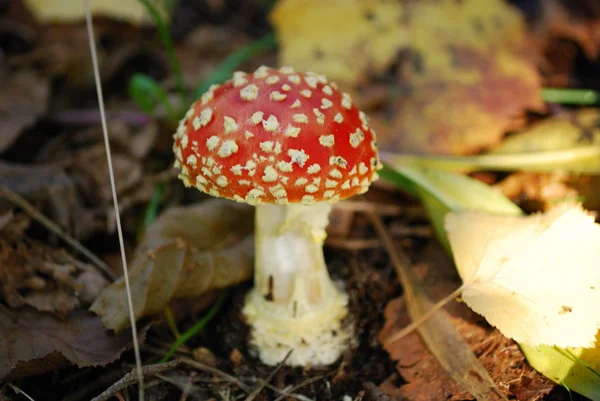 Fly agaric toadstool — Stock Photo, Image