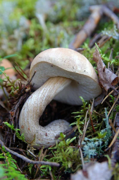 Birch mushroom — Stock Photo, Image