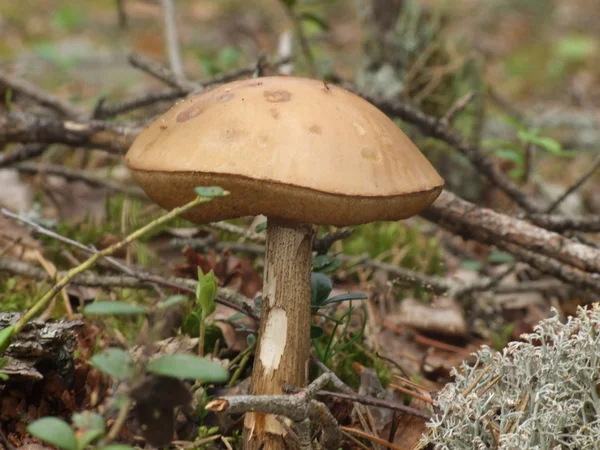 Birch mushroom — Stock Photo, Image