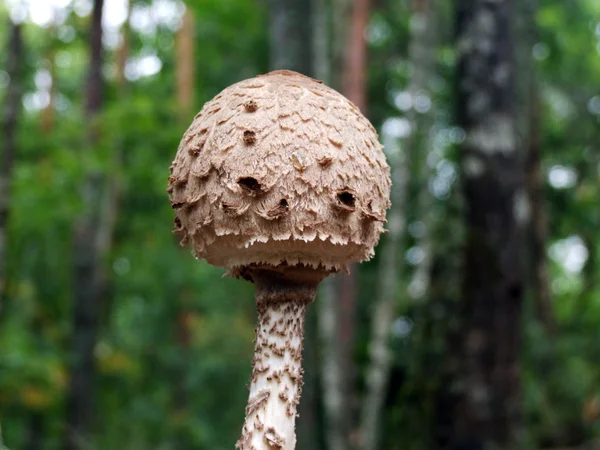 Umbrela ciuperci — Fotografie, imagine de stoc