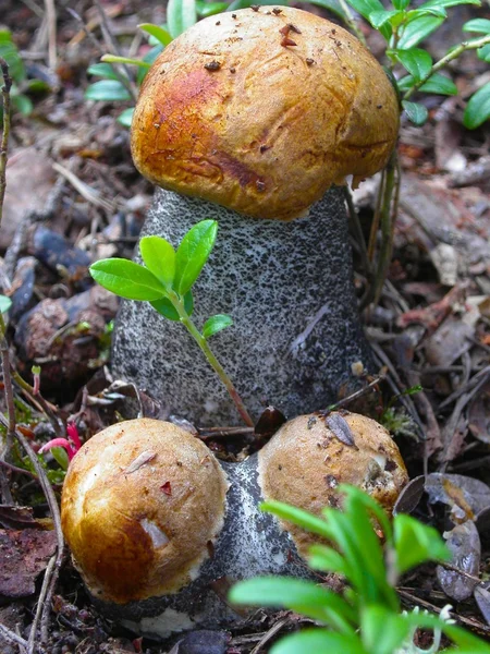 오렌지 모자 boletus 버섯 — 스톡 사진