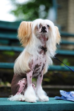 The Chinese Crested Dog clipart