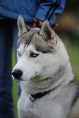Husky, close-up portrait of a dog clipart