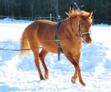 Horse running in winter clipart