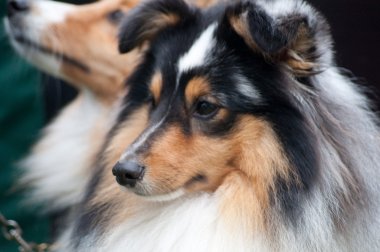 Shetland Sheepdog Close Up clipart