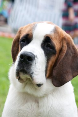 St. Bernard dog clipart