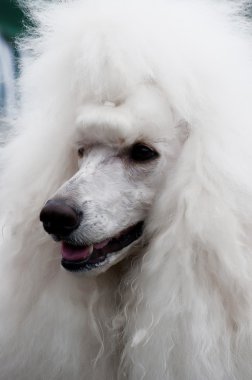Standard Poodle portrait clipart