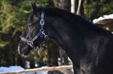 The horse portrait clipart