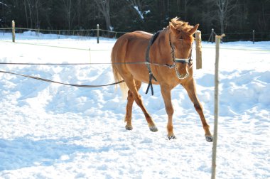 Horse running in winter clipart