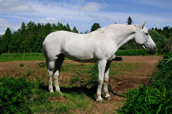 庭で灰色の馬 — ストック写真