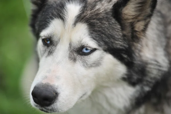 Husky, közeli portré egy kutya — Stock Fotó