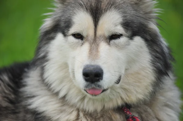 Husky, yakın çekim portre bir köpek — Stok fotoğraf