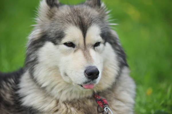 Husky, närbild porträtt av en hund — Stockfoto