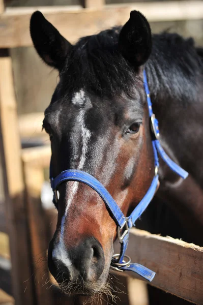 The horse portrait — Stock Photo, Image