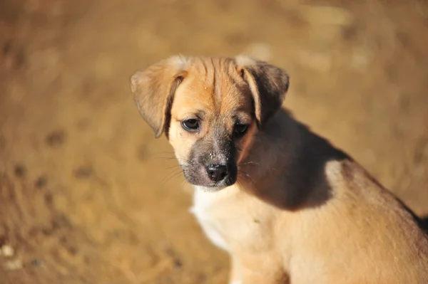 Stock image Beige puppy