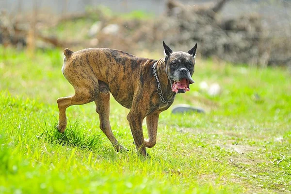 Boxerský pes — Stock fotografie