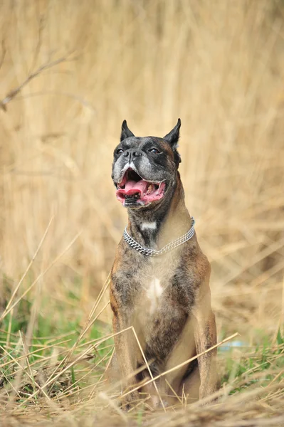 Boxerský pes — Stock fotografie
