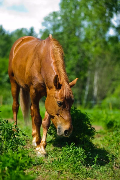 stock image Brown horse in pasture