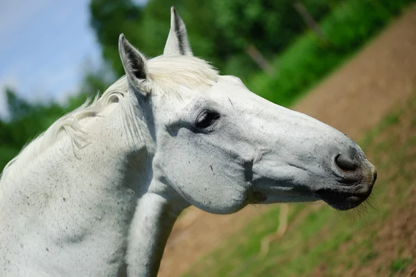 Szef białego konia — Zdjęcie stockowe