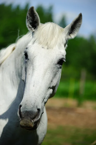Head of a white horse — Stock Photo, Image
