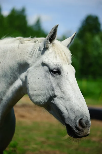 Szef białego konia — Zdjęcie stockowe