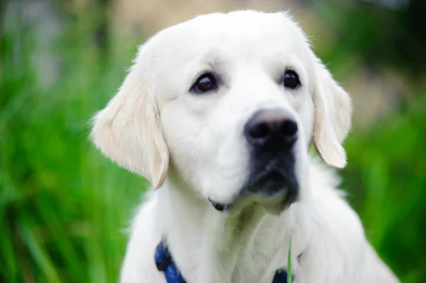 stock image Retriever on the green grass