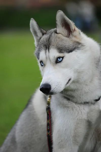 Husky, close-up portret van een hond — Stockfoto